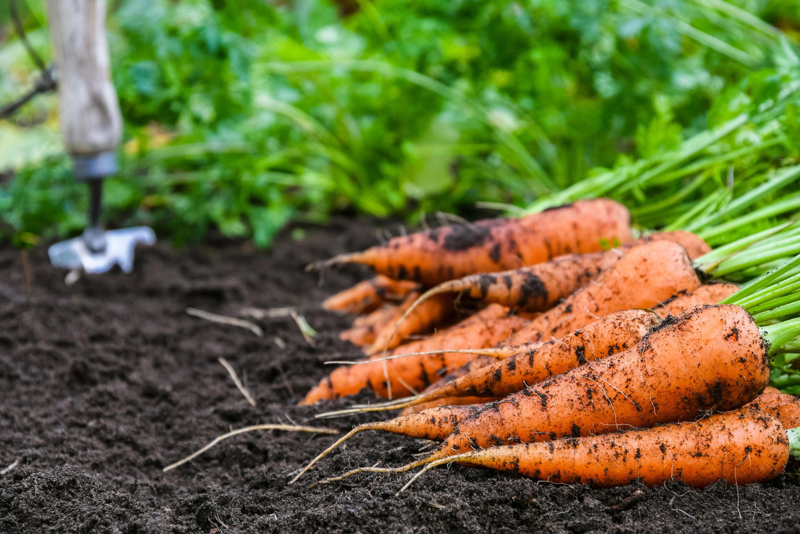 Freshly harvested carrots