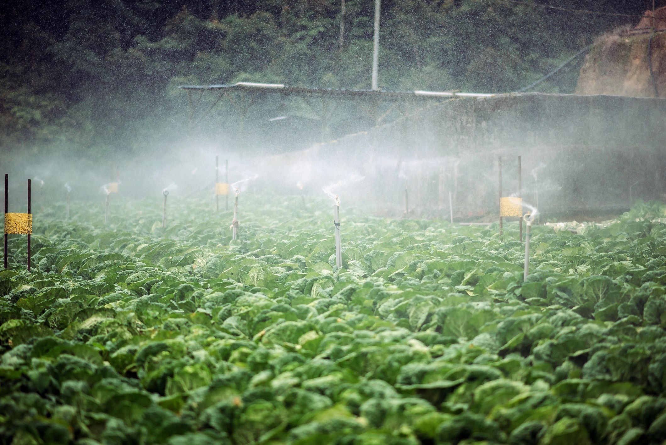 Irrigation watering vegetable rows