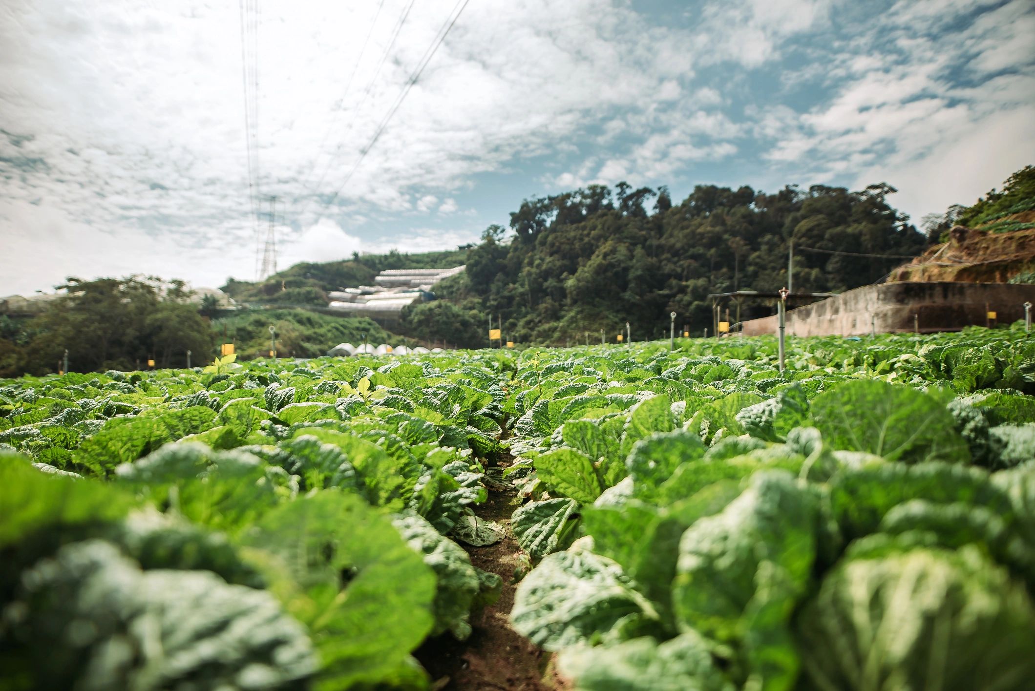Organic cabbage field landscape under a blue sky