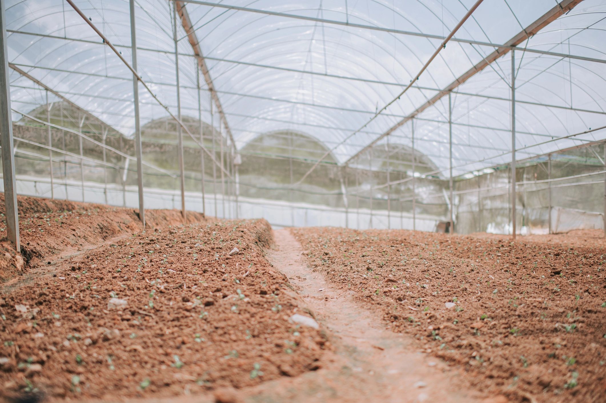 Greenhouse rows with young plants growing