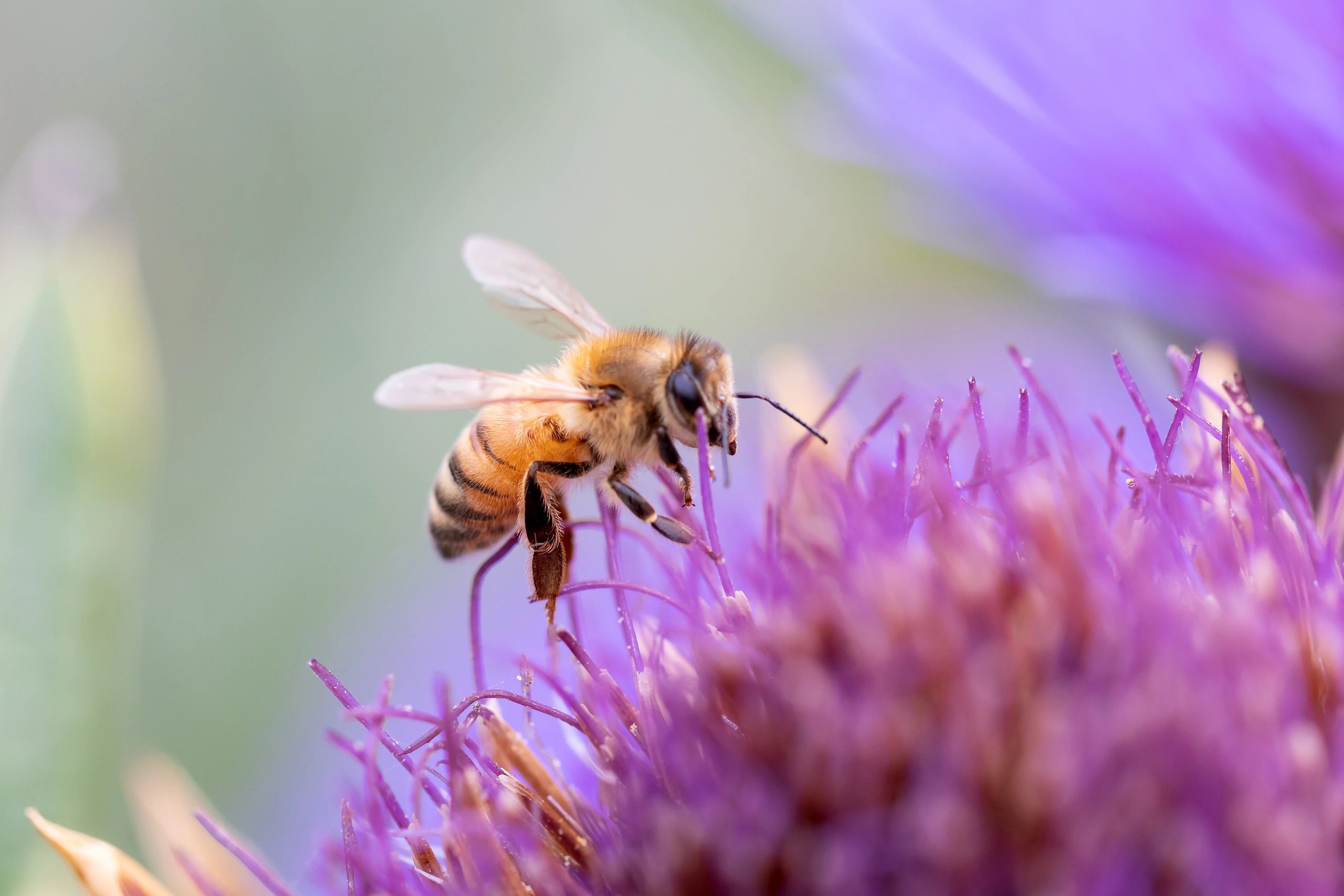 Bee pollinating a flower