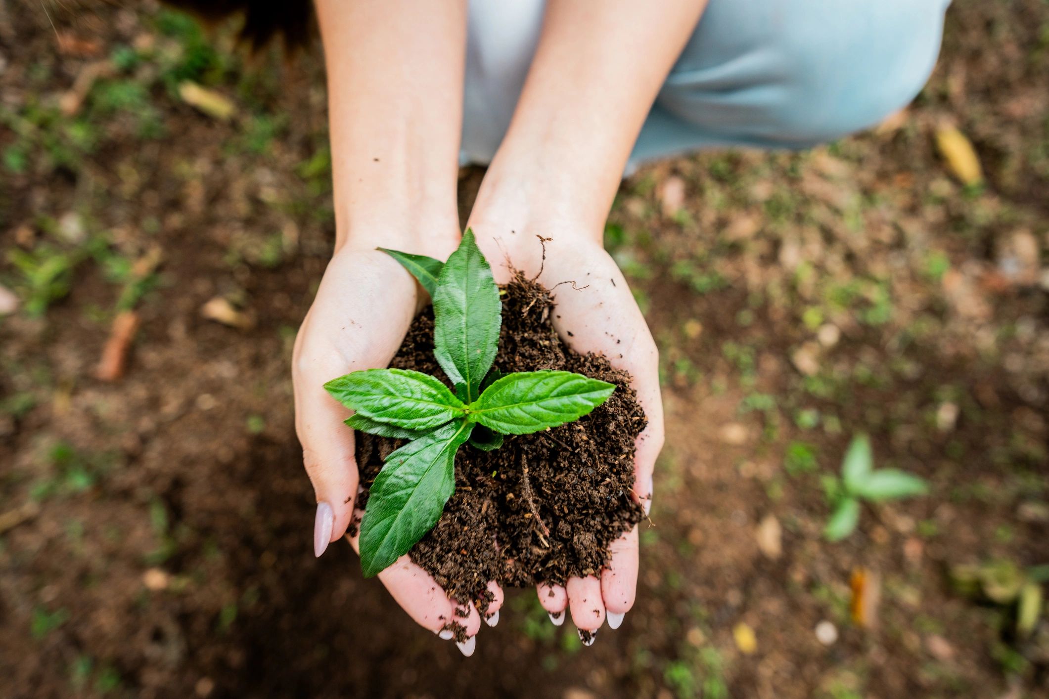 Hands holding a young plant sprout