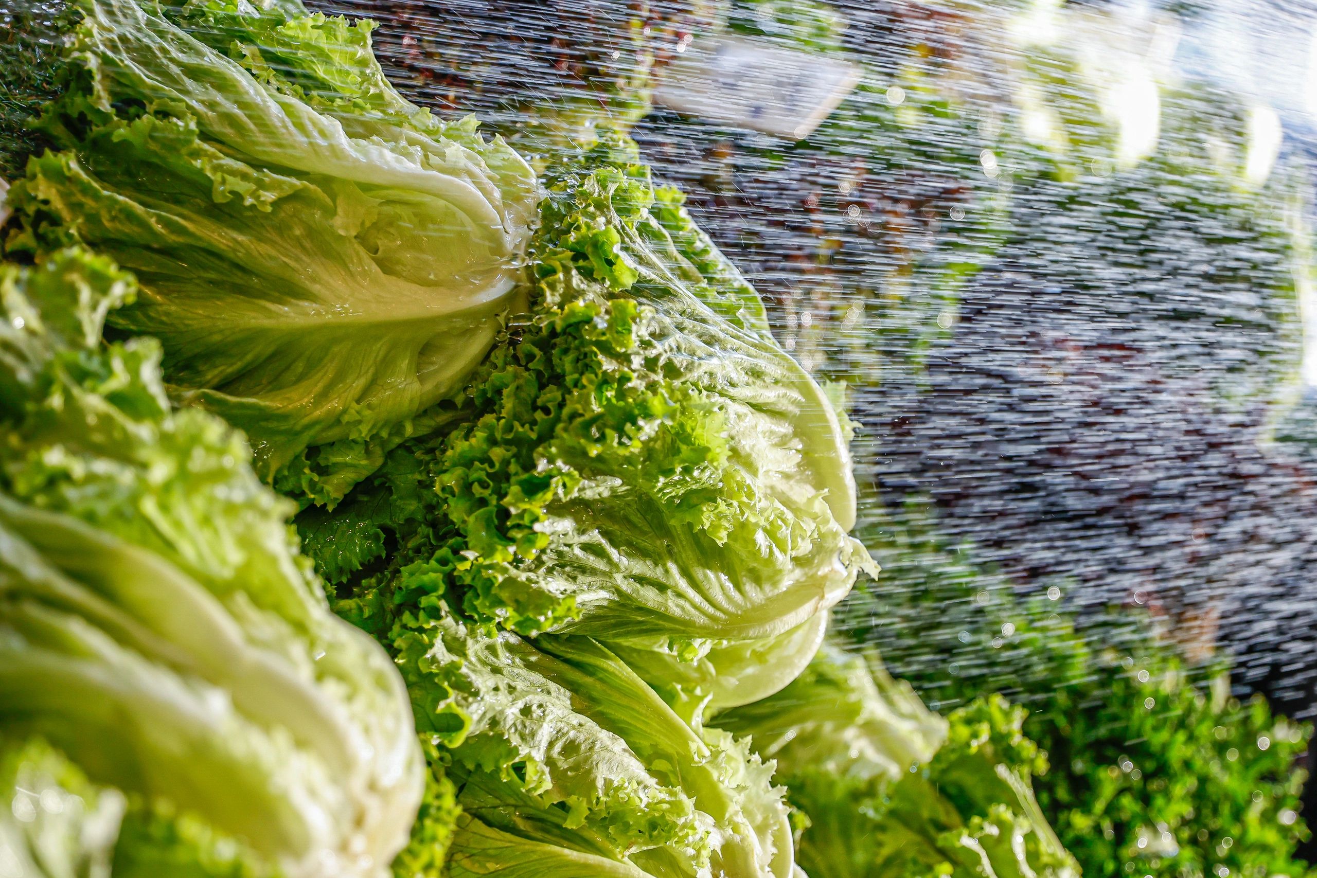 Fresh greens being watered at a market stand