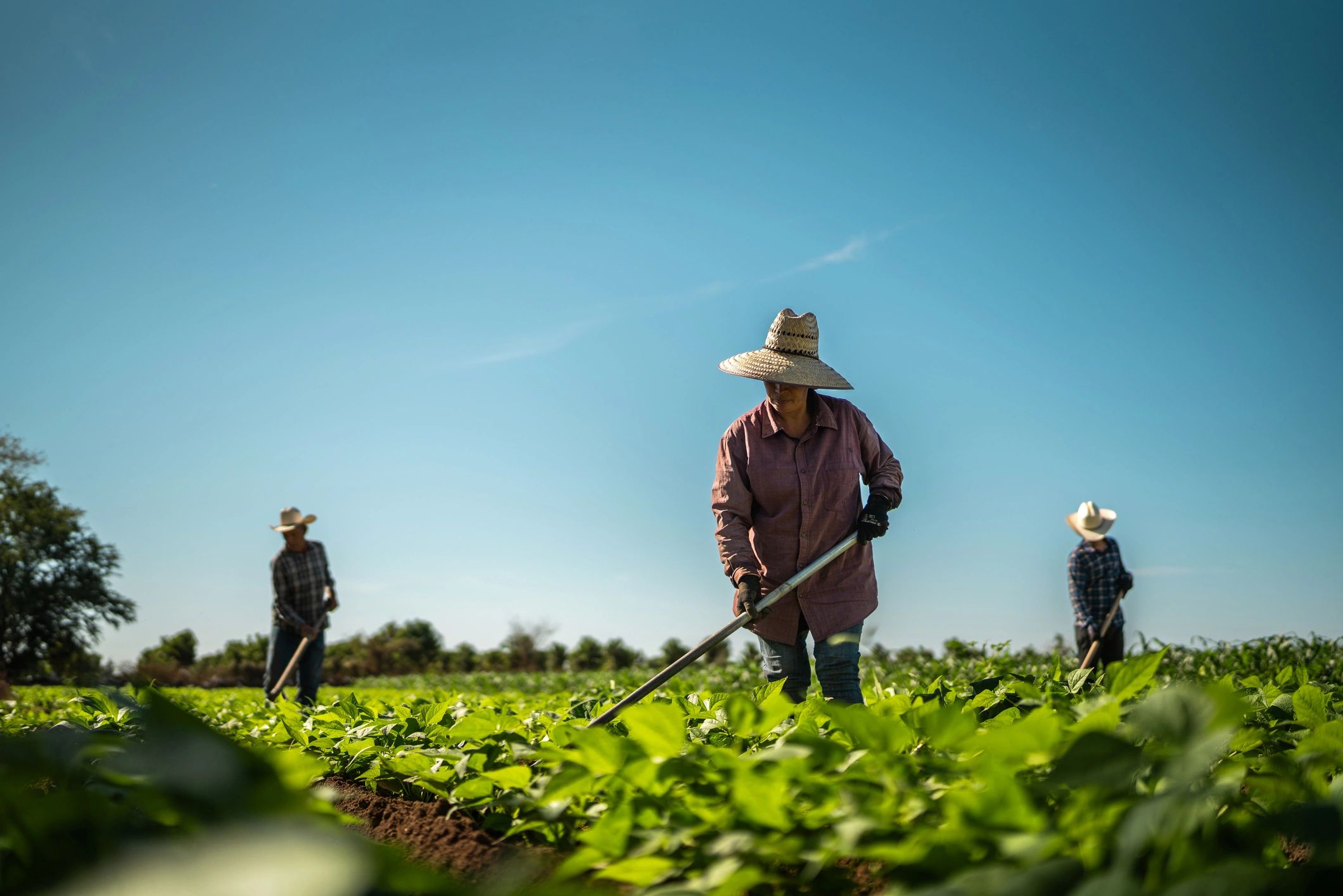 Farmers working together in an agricultural field