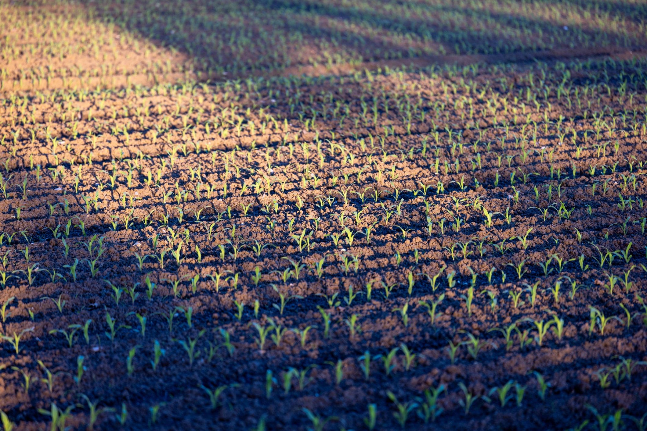 Rows of young crops across a field