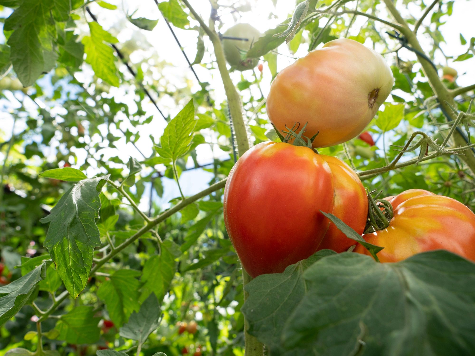 Tomatoes ripening on the vine in a greenhouse