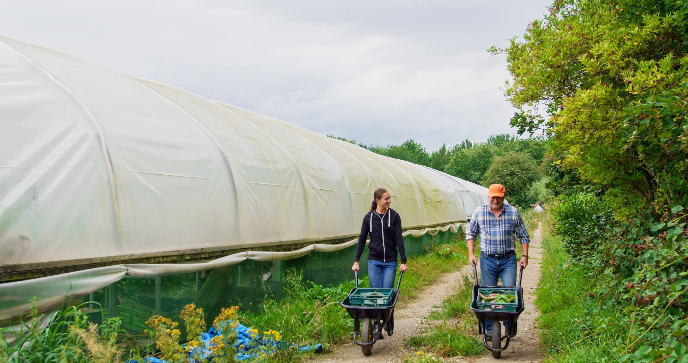 Farmer and daughter walking through an organic vegetable field with a wheelbarrow